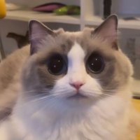 lukis | mucalolosu (@lukis_gg) 's Twitter Profile