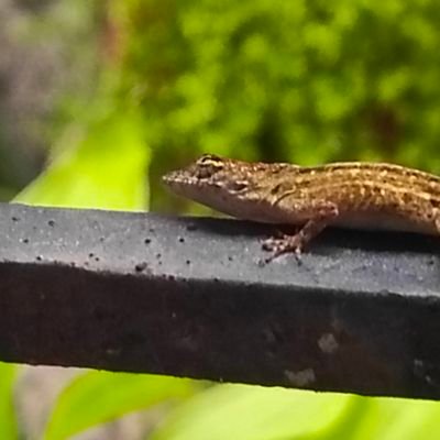 Osarim_ec's profile picture. Economista e hincha del BSC.