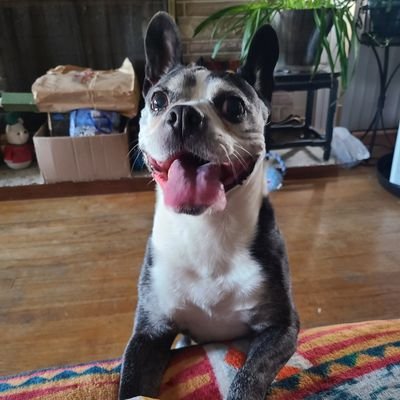 Fun loving Boston Terrier. Fetch is life. Former shelter pet now living the good life.
birthday July 29th