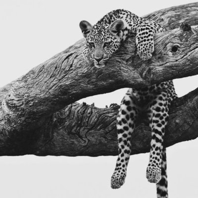 Tim__eight's profile picture. HODL