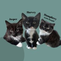 Harvey Humphrey Jasper the Cats of Harvington Hall (@harvingtoncats) 's Twitter Profile