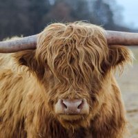 FuzzyCow (@fuzzycow1966) 's Twitter Profile