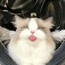 ๐ Angie's Tech ๐ซ (@angiepictures_) Twitter profile photo ๐ Angie's Tech ๐ซ (@angiepictures_) Twitter profile photo
