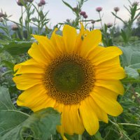 Kari Aga Myklebost (@kariagam) 's Twitter Profile
