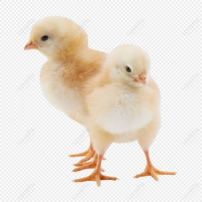 poultryshedss's profile picture. Poultry farm sheds contractor 0559666984
شركات بناء حظائر الدواجن 
#الافلاج #الرياض #جدة #الدمام #حايل #دواجن #الدواجن