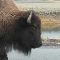 Buffalo Bro (@sapoverdesopa) 's Twitter Profile