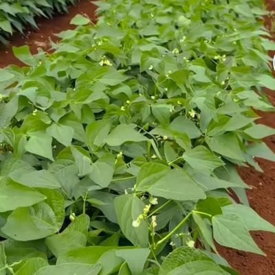 HudsonKamau2's profile picture. all types of vegetables

organic farmer