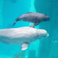 belugatruco (@belugatruco) 's Twitter Profile Photo