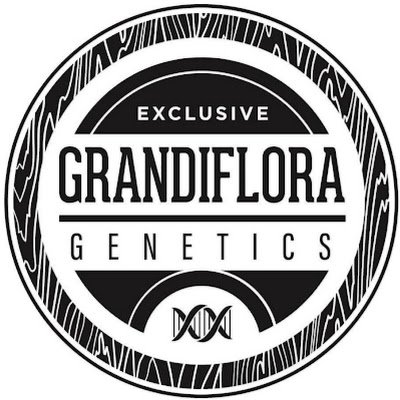 Grandiflora Genetics brand based in California.