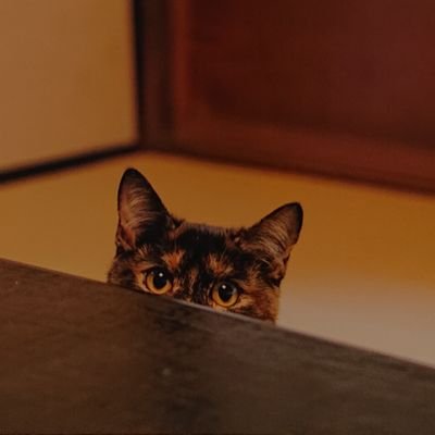 okometakimass33's profile picture. 増田さん寄りのNEWS箱推し🍚🐯🐰🕶️🦖🐍