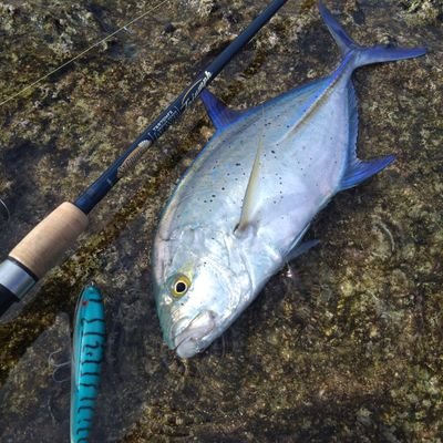 St. Croix Rods Japan (@StCroix_Japan) / X St. Croix Rods Japan (@StCroix_Japan) / X