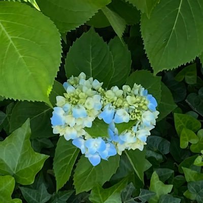 pIERoDaISukiyo's profile picture. 