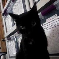 Buggles D. Cat (@bugglesdacat) 's Twitter Profile