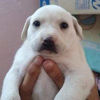 jurídico cachorro shyamalanzete (@hipoteticore) 's Twitter Profile