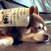 にんちゃん (@ninchansubomi) Twitter profile photo