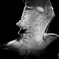Chris  Barrington (@cabphoto) Twitter profile photo