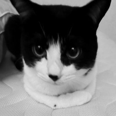 nekomofu_03's profile picture. 浜松市のはいからさん🐈りえになりました🌸元紗弥香です🌸猫と馬とお相撲、クラシック音楽、アニメ、海外ドラマ、読書好き🌸黒髪ストレートの普通体型🌸静岡県一の箱入り奥様🌸