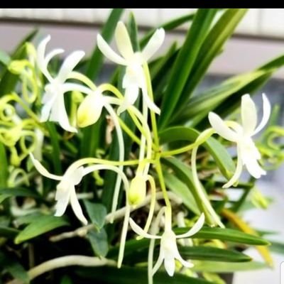 2020/8 藤井風くんの音楽と出会った。その日から人生が変わった。アイコンは庭のフウラン(風蘭)です🌻🌻2021/5/3ビバラ、2021/10/3HEAT橫アリ、2022/10/16パナスタ、LAAT2022/12/18宮城、2023/1/15埼玉、1/22名古屋、2025/8/17たまアリ