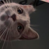 ShyGirl (@burner_shy) 's Twitter Profile