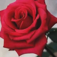 Hasan Hüseyin Yalçınkaya (@yalchasan94407) 's Twitter Profile
