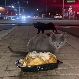 apatheticideals's profile picture. former whaler