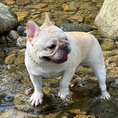 This account will update Peggy-related theme comics from time to time.
