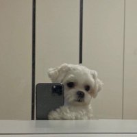 api子 (@tuy1813fil) 's Twitter Profile Photo