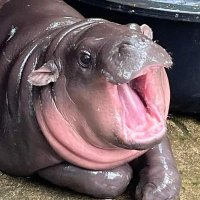 Wailanda the Paradoxical Hippo (@wailanda) 's Twitter Profile
