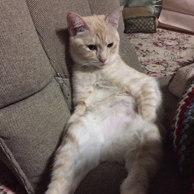 kaurauuura's profile picture. 一生遊んで暮らしたい。 どのゲームも超絶初心者😇