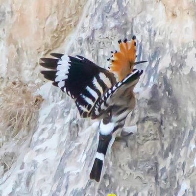 ehllact's profile picture. 