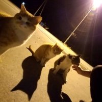 まい (@choro_neko_) 's Twitter Profile