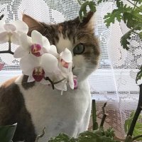 Nur🌹🇹🇷 (@hatunnurr) 's Twitter Profile