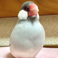 寒天 (@nukanten) Twitter profile photo