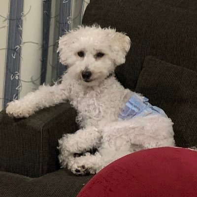 sspdf2093's profile picture. 宮崎 犬ちゃん ショートコント『人間」