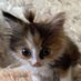 ไข่พะโล้เค็ม🫕 (@mycatcherrich) Twitter profile photo ไข่พะโล้เค็ม🫕 (@mycatcherrich) Twitter profile photo