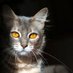 Cat Lovers Club (@meow_loversclub) Twitter profile photo Cat Lovers Club (@meow_loversclub) Twitter profile photo