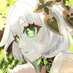 翡翠🌱 (@hisui7264) Twitter profile photo 翡翠🌱 (@hisui7264) Twitter profile photo