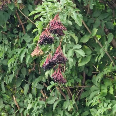 CJGreenslade's profile picture. Anti Tory, pro alliance, woke, campaigner, wildlife photography, painter, designer. Broken beyond belief, ECV, getting older but still going.