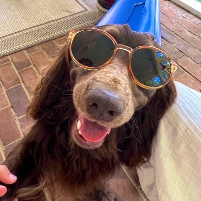 CecilSpaniel's profile picture. 