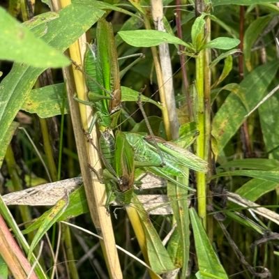 昆虫採取 昆虫飼育 直翅 90年代AM機等※昆虫関係の職種に転職願望、昆虫でオークション稼ぎ等一切ありません
