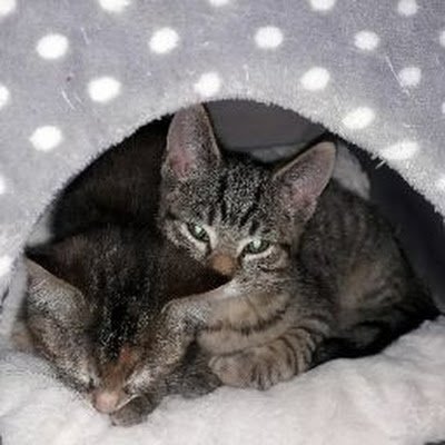 Starrwoah's profile picture. 