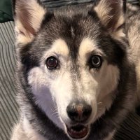 Lisa Evans (@lisaevans231) 's Twitter Profile Photo Lisa Evans (@lisaevans231) 's Twitter Profile Photo