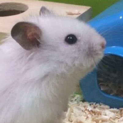 sotaonhaxtac's profile picture. A student learning cybersecurity, specifically web application security.

github: https://t.co/jcJ7JYZDzM
blog: https://t.co/tUqkMVsdXZ