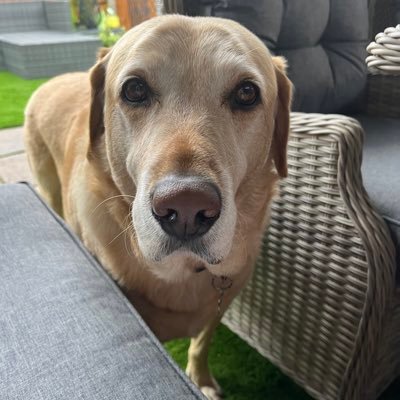 Goldenlabbie's profile picture. Prefers dogs to humans a lot the time 🦮🐾
