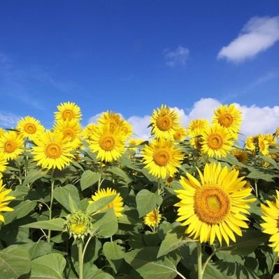 AnecoPlove4768's profile picture. не стой под стрелой