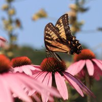 FLOWERY (@luckyflorals) 's Twitter Profile Photo