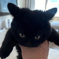 똔이 (@ddoneeowl) 's Twitter Profile