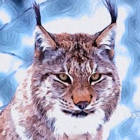 lynx (@1u3n9) 's Twitter Profile