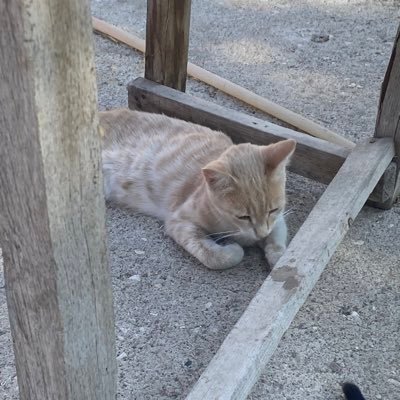 elifsuwqp's profile picture.