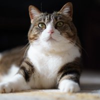 ウメマル (@hideakiumeshima) 's Twitter Profile